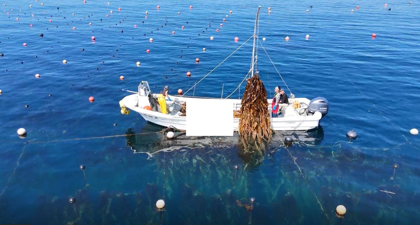 沖でロープごと昆布を巻き上げる