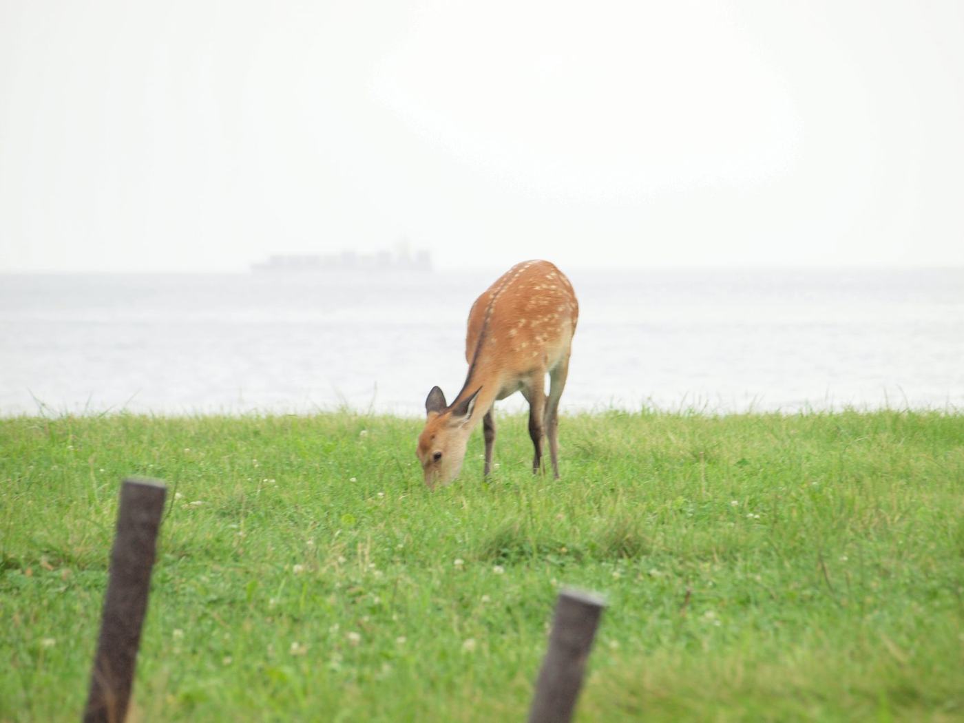 海辺の草地で草を食べる鹿